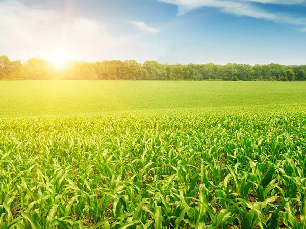 农作物保唬唬；；；